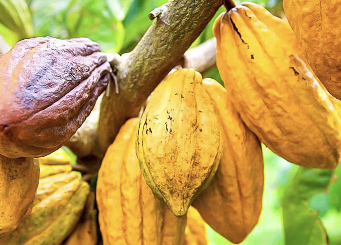 Cocoa Plantation Village